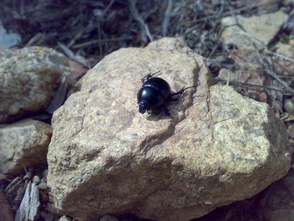 Richiesta identificazione scarabei sardi